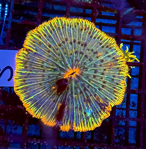 Rainbow Plate (Damaged)