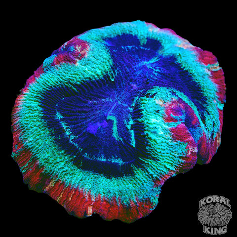 Infinity Valley Trachy