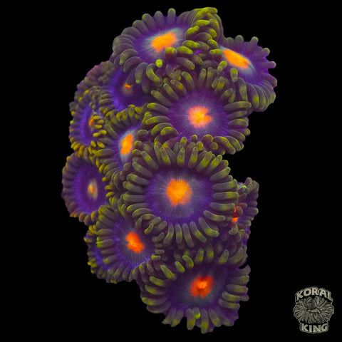 JF Ass Monkey Zoa Frag