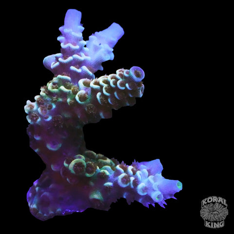 JF Jolt Acro