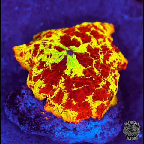 Jawbreaker Mushroom