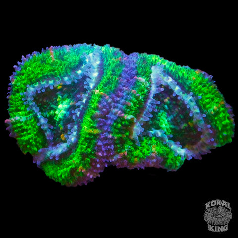 Green Aussie Lord Coral (Auction)