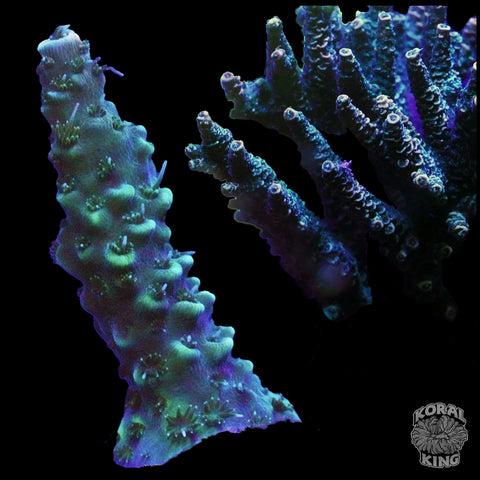 KK DFB Acropora Frag