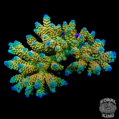 KK Sour Skittles Acropora Colony