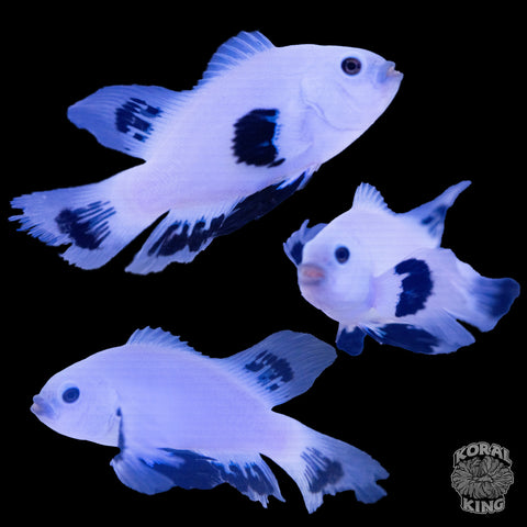 Long-Fin White Storm Clownfish WYSIWYG