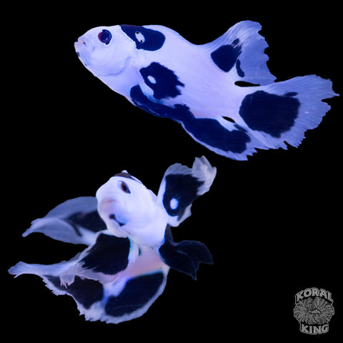 Long-Fin White Storm Clownfish WYSIWYG