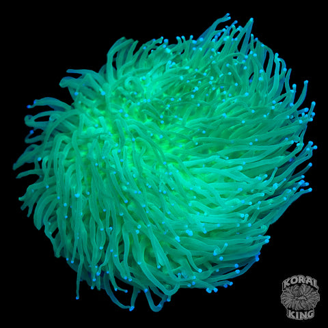 Long Tentacle Neon Green Plate