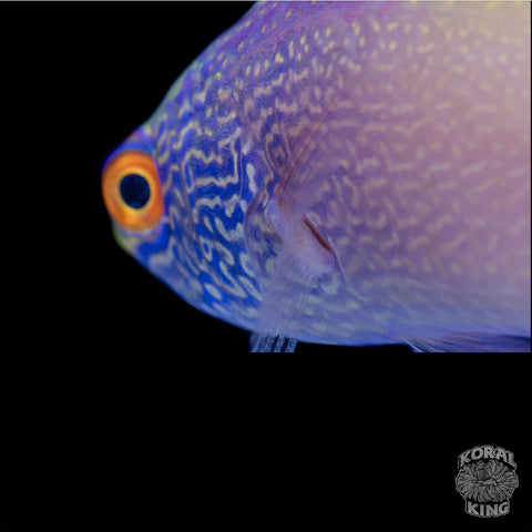 Golden Super Male Rhomboid Wrasse