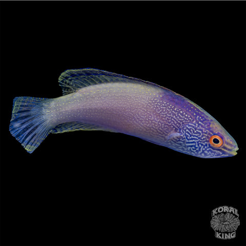 Laboute's Fairy Wrasse