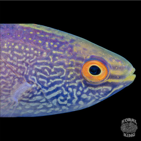 Laboute's Fairy Wrasse