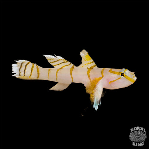 Laura's Goby