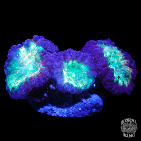 Lavender Delight Blasto