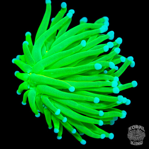 Lemon Lime Torch (BRIGHT!)