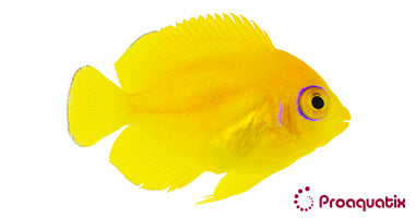 Lemonpeel Angelfish – Proaquatix