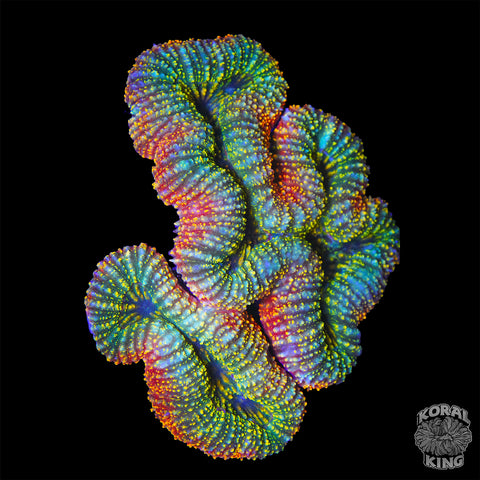 Skittles Lobophyllia