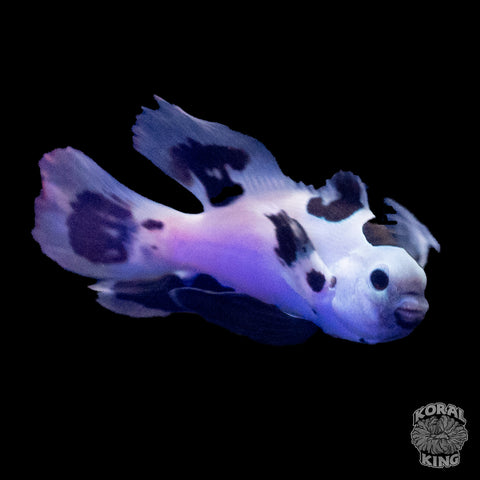 White Storm Longfin Clownfish