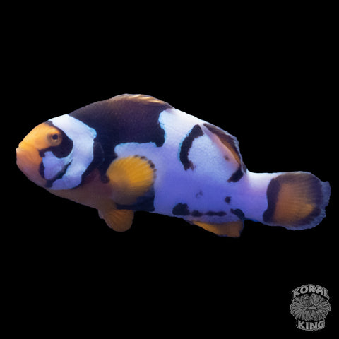 Premium Nebula Picasso Clownfish