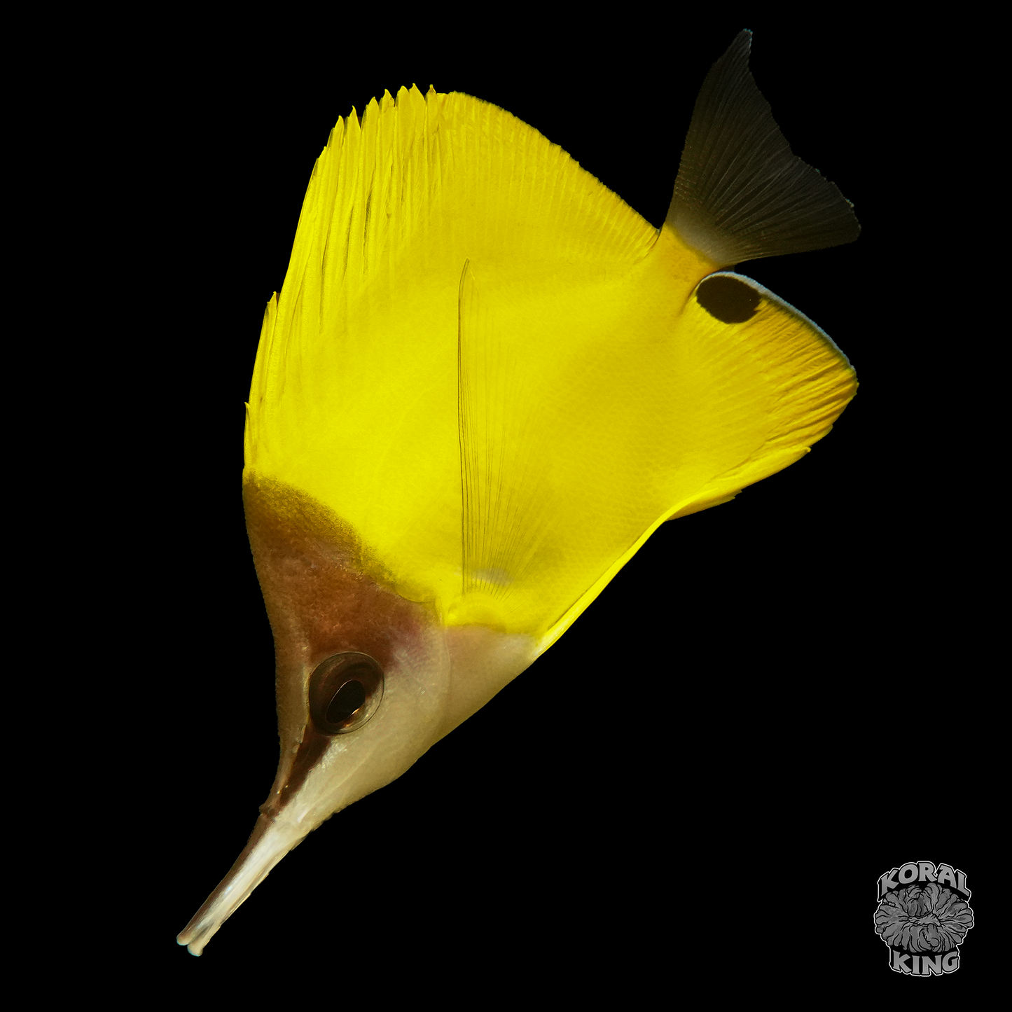 Longnose Yellow Butterflyfish