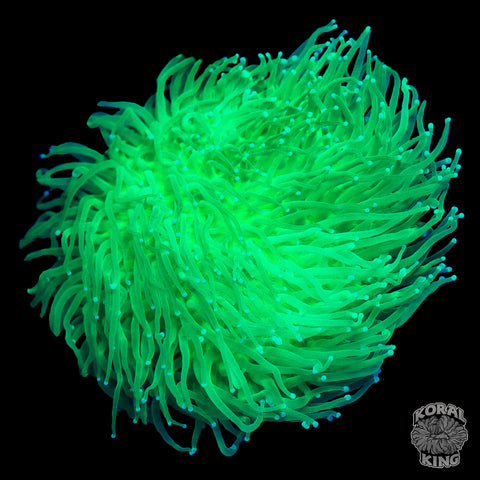 Long Tentacle Neon Green Plate