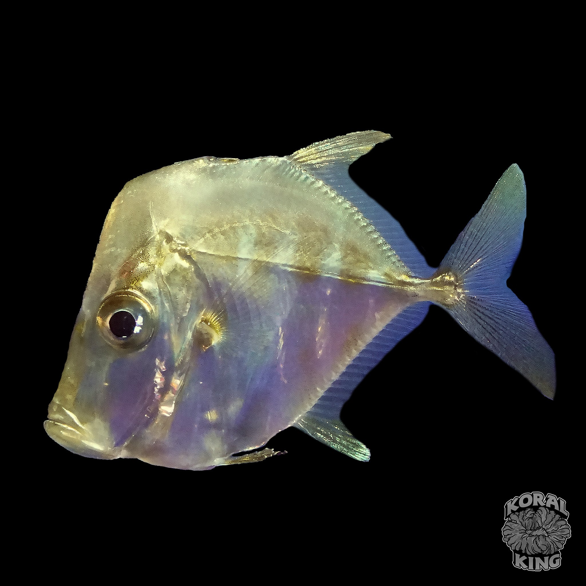Little Lookdown Fish Lookdown Fish – Koral King