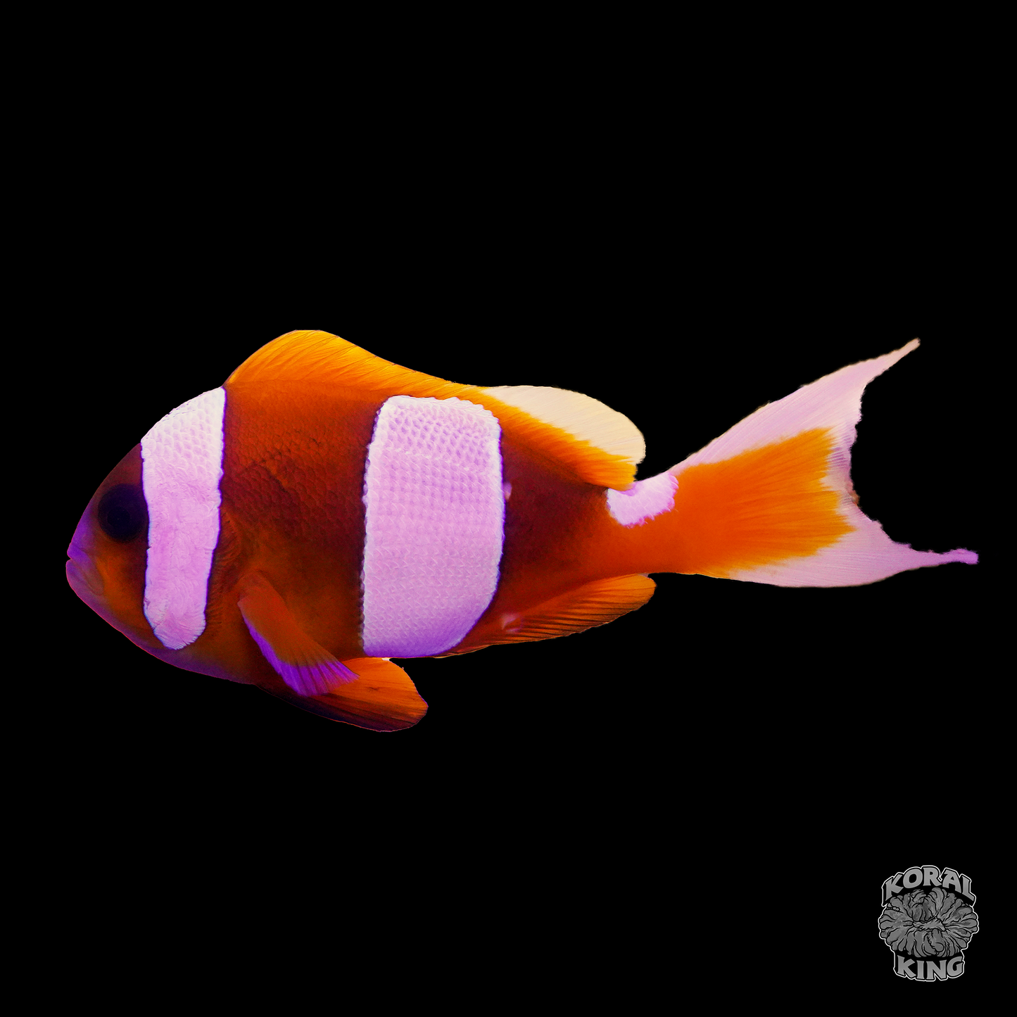 Madagascar Clownfish