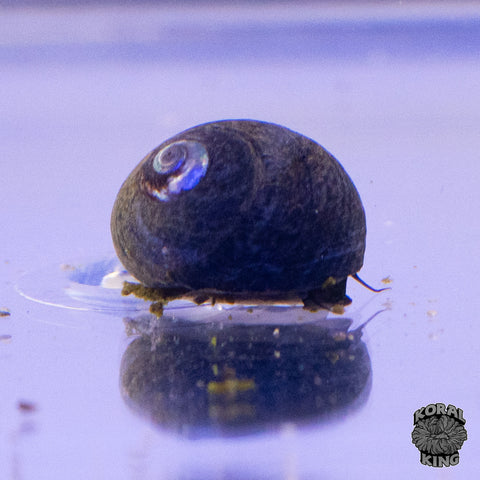 Margarita Snail