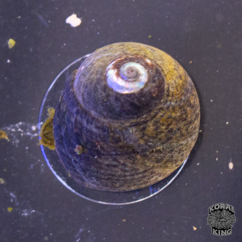 Margarita Snail