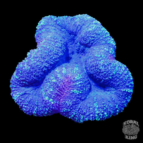 Purple Green Lobophyllia