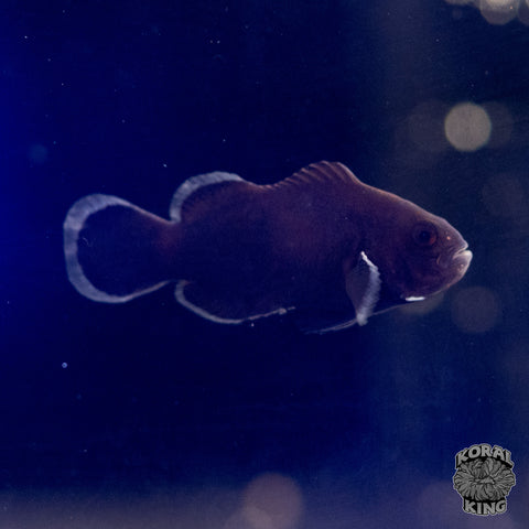 Midnight Clownfish