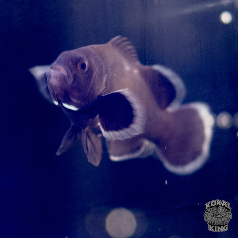 Midnight Clownfish