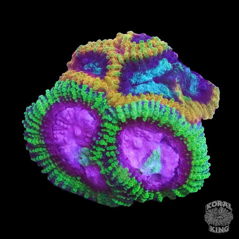 Mind Hunter Favia Frag