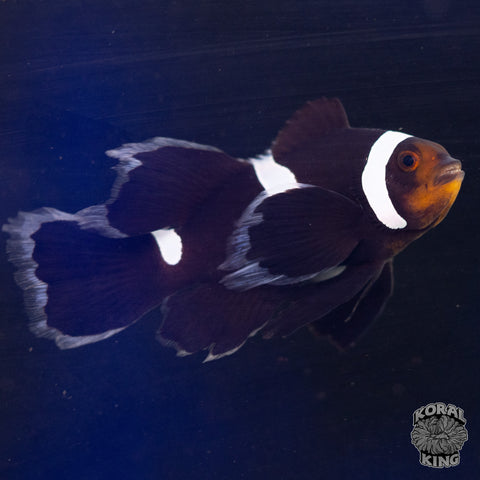 Misbar Black Longfin Clownfish