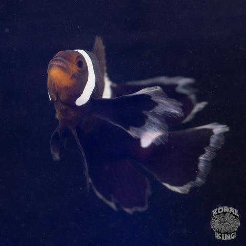 Misbar Black Longfin Clownfish