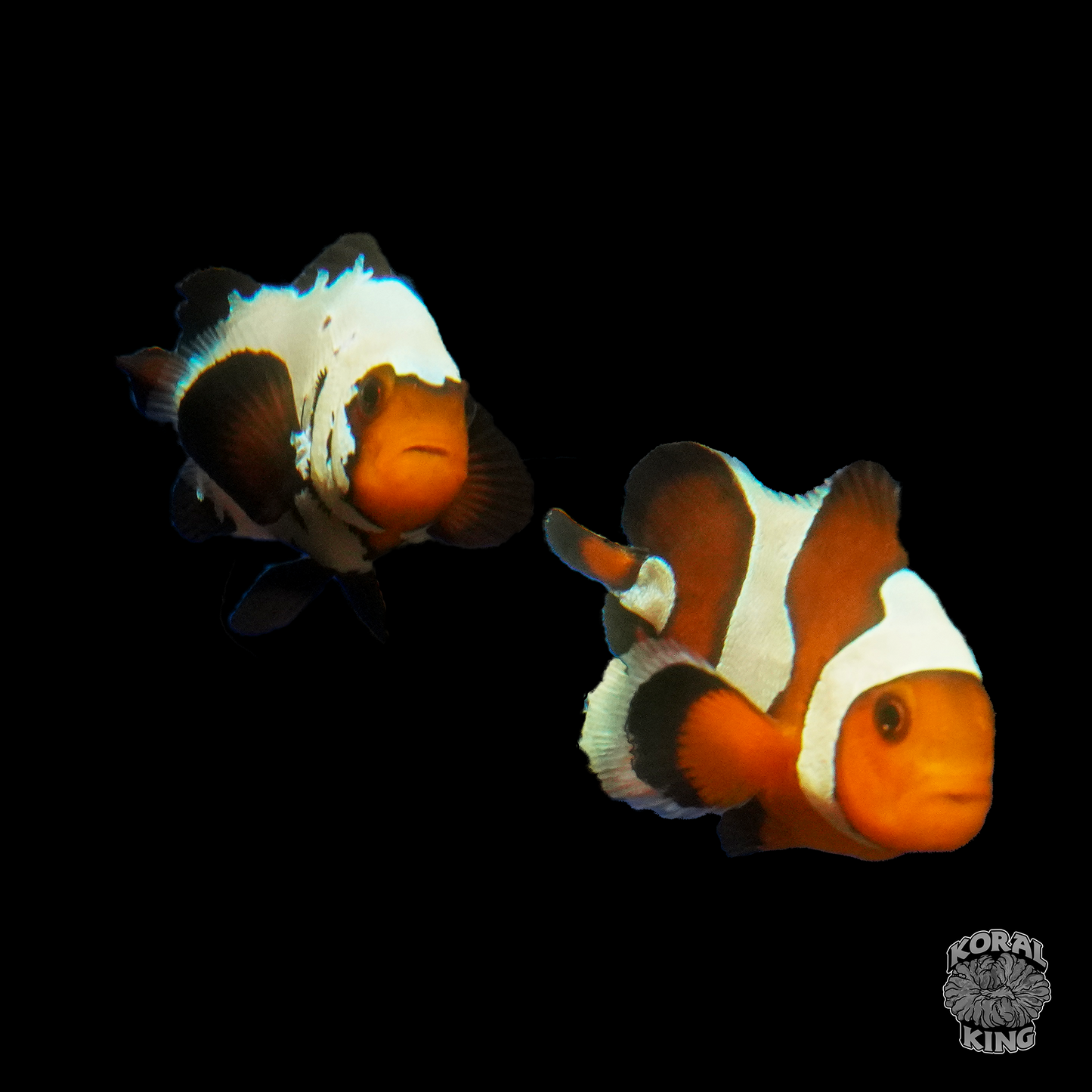 Mixed Extra Stubby Clownfish