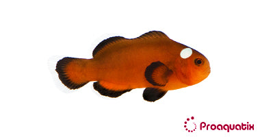 Mocha Domino Clownfish – Proaquatix