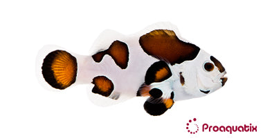 Mocha Storm Clownfish – Proaquatix
