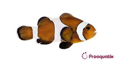 Medium Mocha Ocellaris Clownfish – Proaquatix