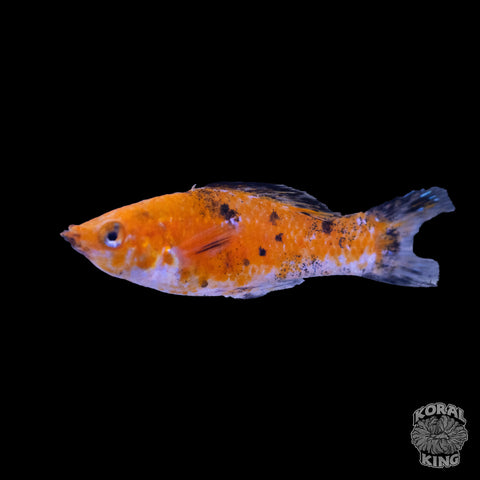 Assorted Sailfin Molly