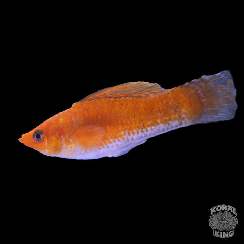 Assorted Sailfin Molly