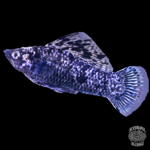 Assorted Sailfin Molly