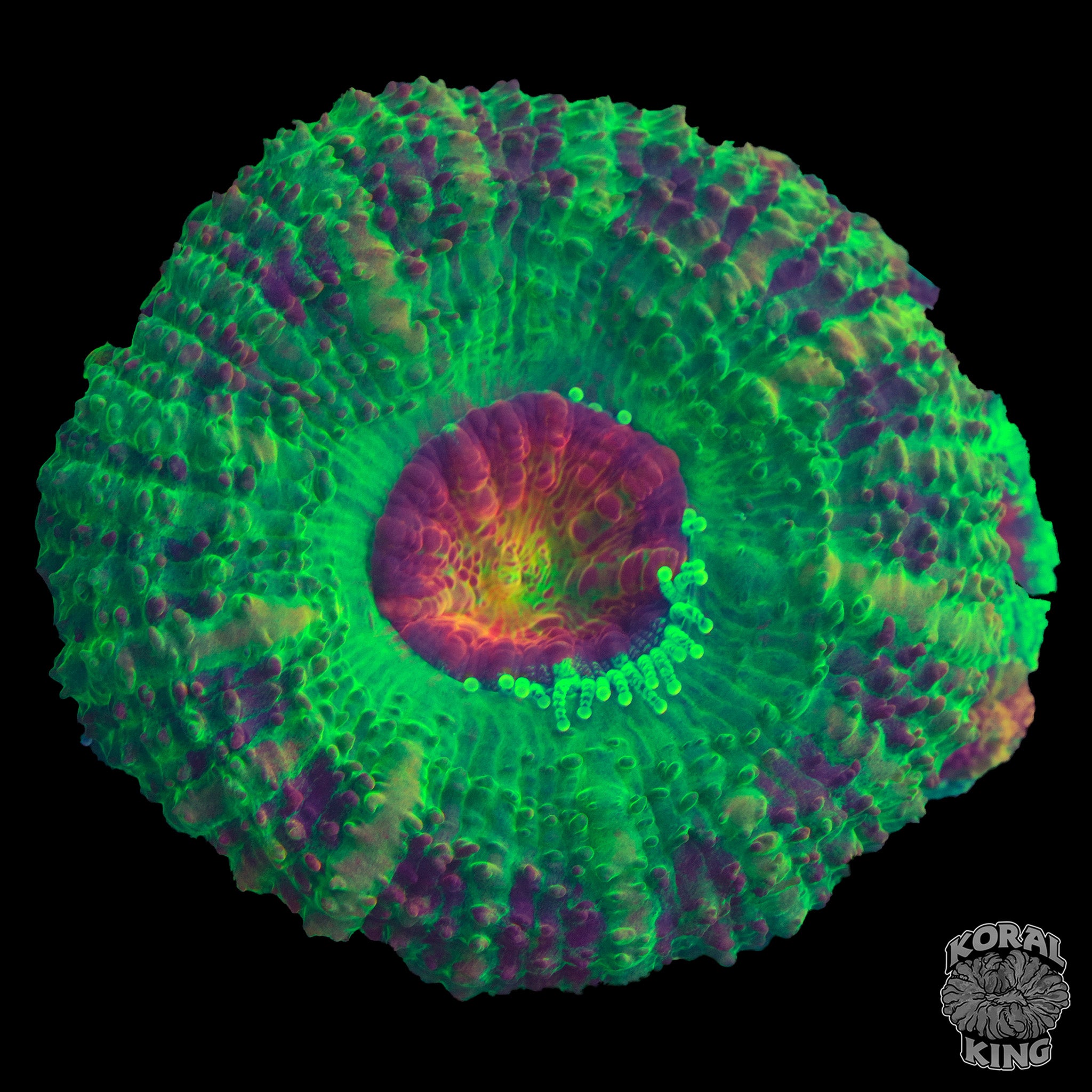 Killshot Aussie Lord Koral King