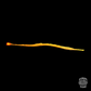 Multi-banded Pipefish - Koral King