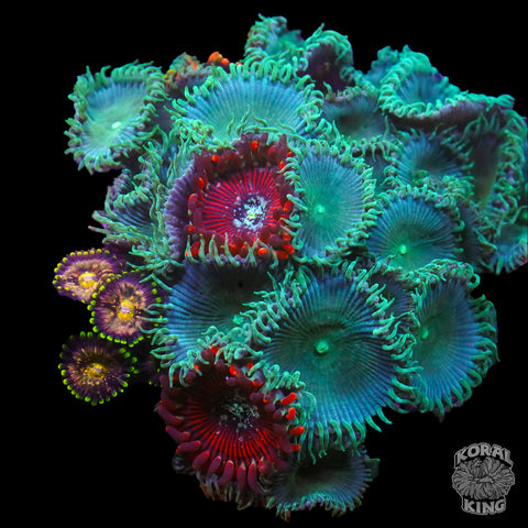 Mystery Combo Zoa Frag