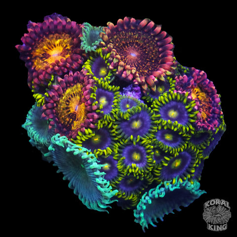 Mystery Combo Zoa Frag