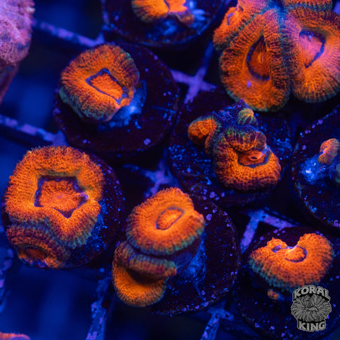 Margarita Sunrise Aussie Lord Frag