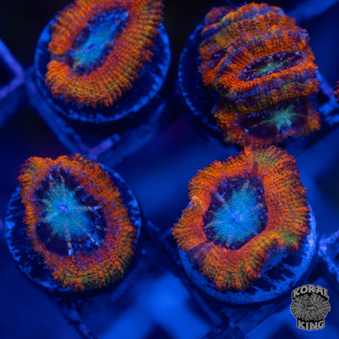 Bikini Bottom Rainbow Acan