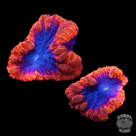 Nebula Blasto Frag