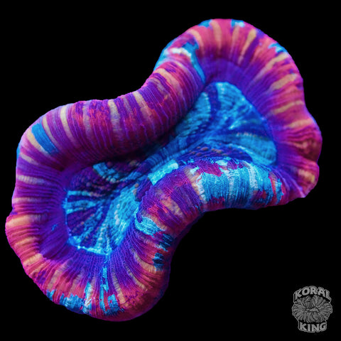 Nebula Cloud Trachy