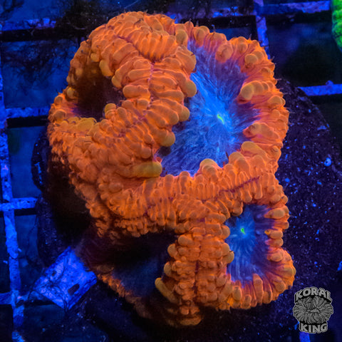 Nebula Blasto Frag