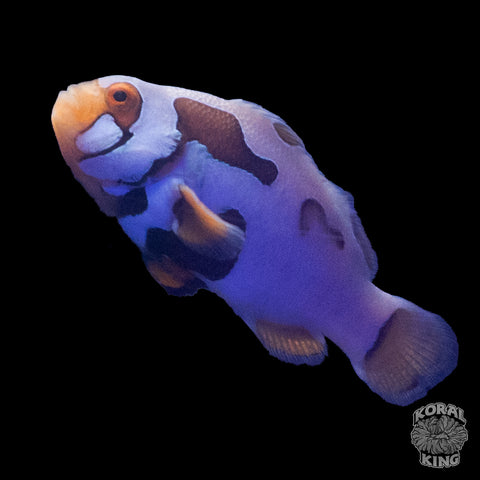 Premium Nebula Picasso Clownfish